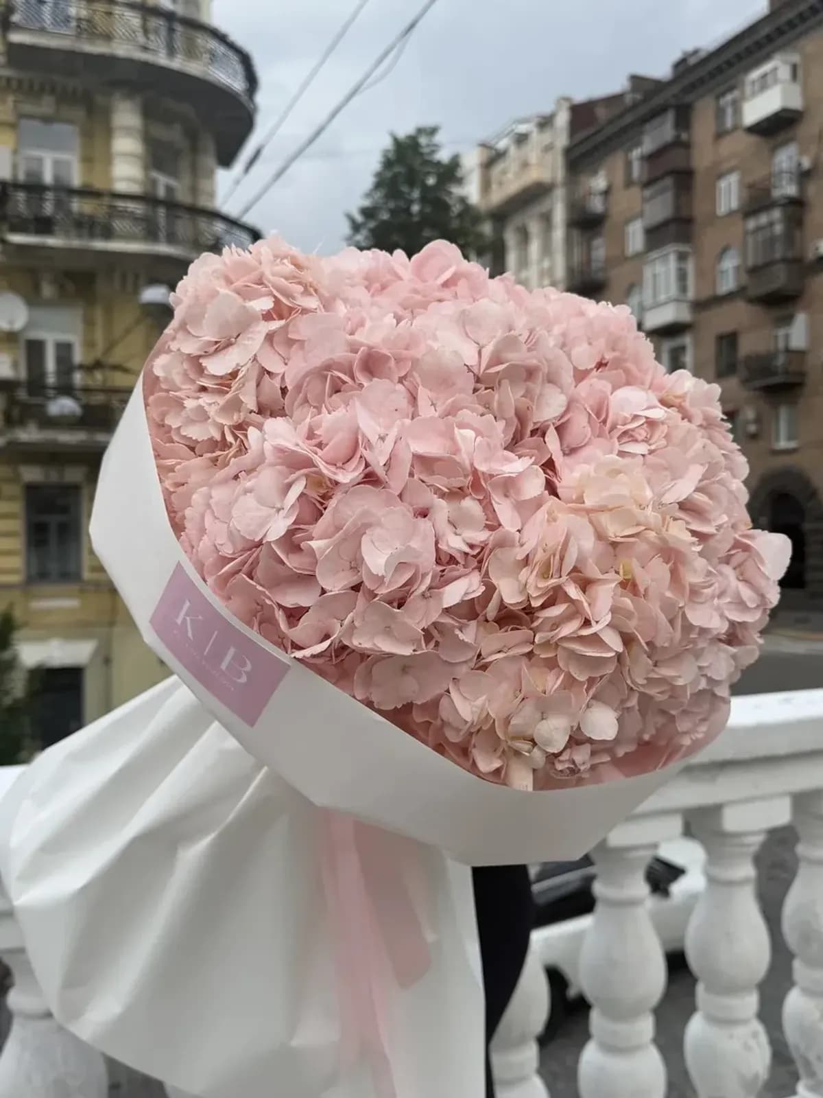 Ніжно рожева Гортензія