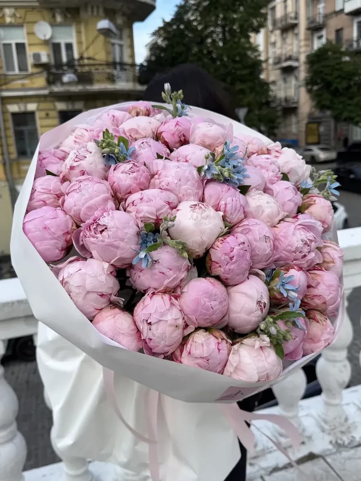 Півонії яскраво рожева