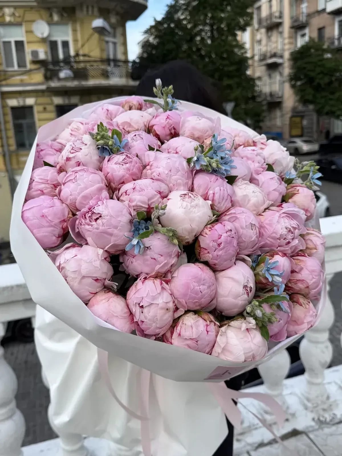Півонії яскраво рожева